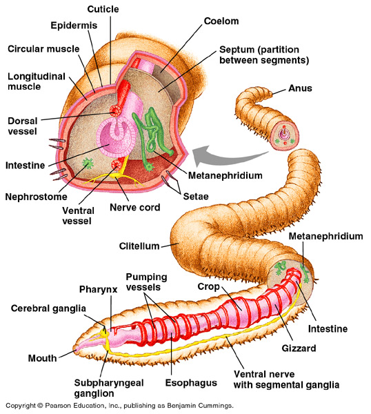 <ul><li><p>Derived group with spiral cleavage </p></li><li><p>Segmented worms </p></li><li><p>One or more setae (chitinous spines) </p></li><li><p>Metamerism - body is segmented, organs are in repeating units, seen in chordates/arthropods also</p></li><li><p>Septa separate segments, sheet of mesoderm lines interior (triploblastic), creates peritoneum that lines the interior body cavity (coelom) \</p></li><li><p>Individual segments form a hydrostatic skeleton </p></li><li><p>Flexible body wall - circular/longitudinal muscles </p></li><li><p>Body wall is used in gas exchange, moisture is required </p></li><li><p>Elaborate excretory system, metanephridia (open at both ends) front = nephrostome, pulls coelomic fluid in, runs it through tubules (resorption, osmoregulation) </p></li><li><p>Waste released out nephridia pore (gametes also released from here, gonads are often reduced, gametes are derived from peritoneum) </p></li><li><p>Larvae with protonephridia (excretory organ that filters waste and excess water) </p></li></ul><p></p>