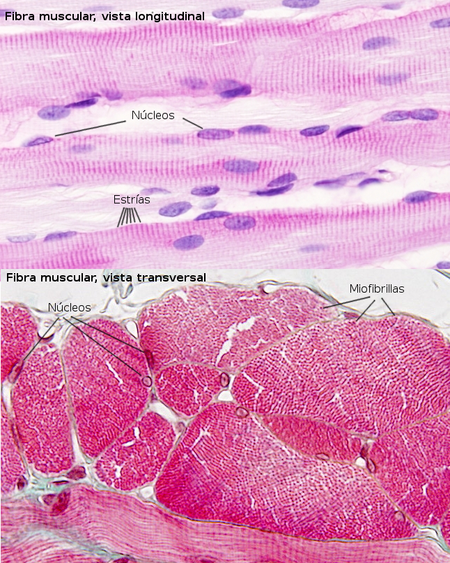 <p>Que tipo de celula es?</p>