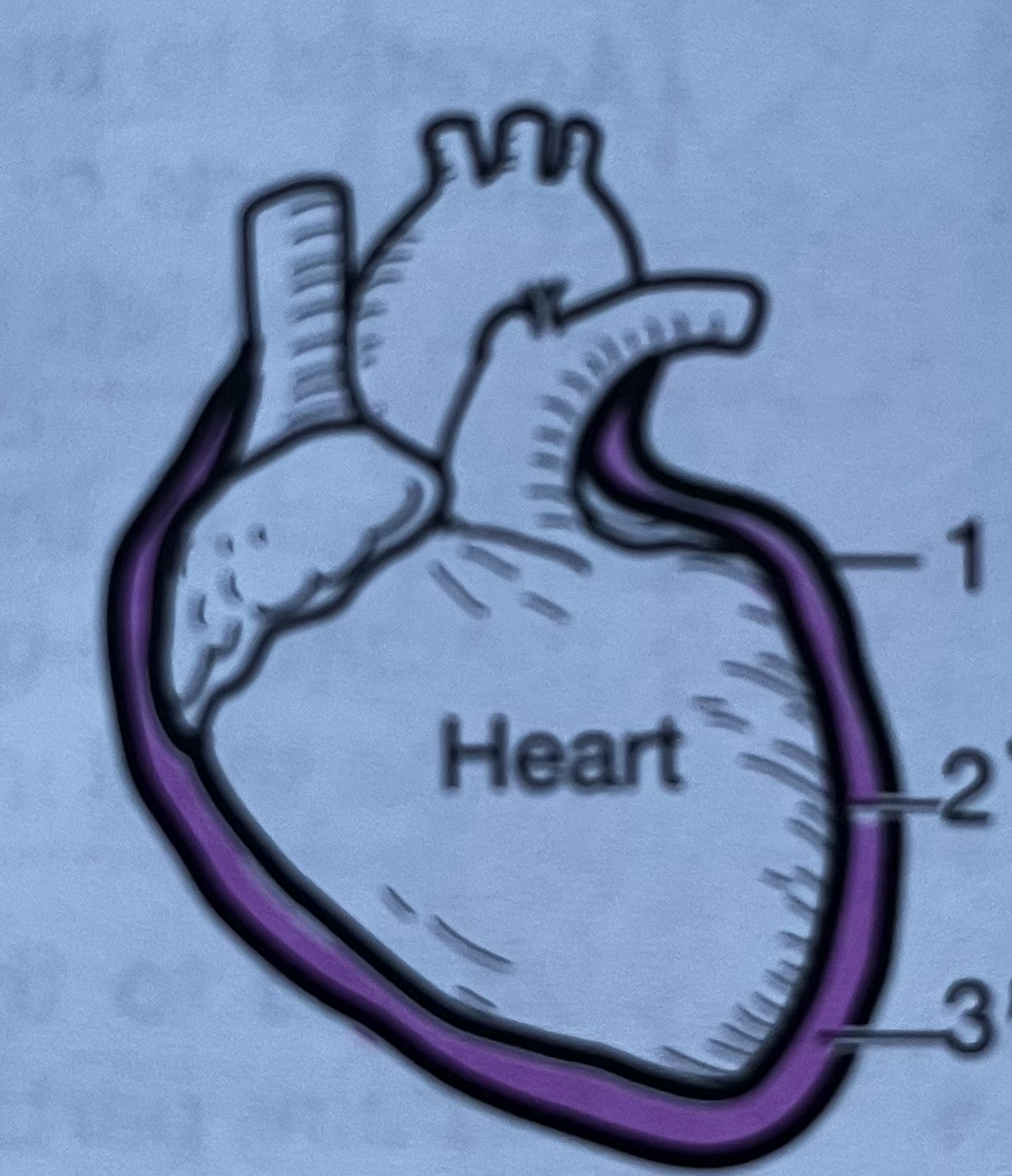 <p>Heart membrane #2</p>