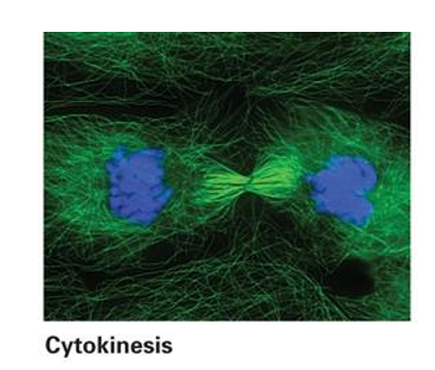 <p>in <strong>interphase </strong>cells, <strong>actin </strong>and<strong> myosin II </strong>filaments form a cortical network underneath the PM </p><ul><li><p>some cells can also form<strong> stress fibers </strong></p></li></ul><p>as cells <strong>enter mitosis</strong>, actin and myosin arrays <strong>disassemble </strong></p><p>anter anaphase, a <strong>contractile ring</strong> of <strong>actin and myosin </strong>provides the force required to constrict the equator and divide the cytoplasm to form 2 daughter cells </p>
