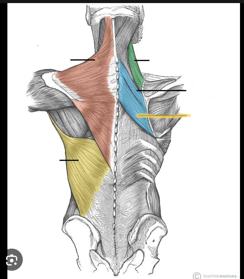 <p>Identify the highlighted muscle</p>