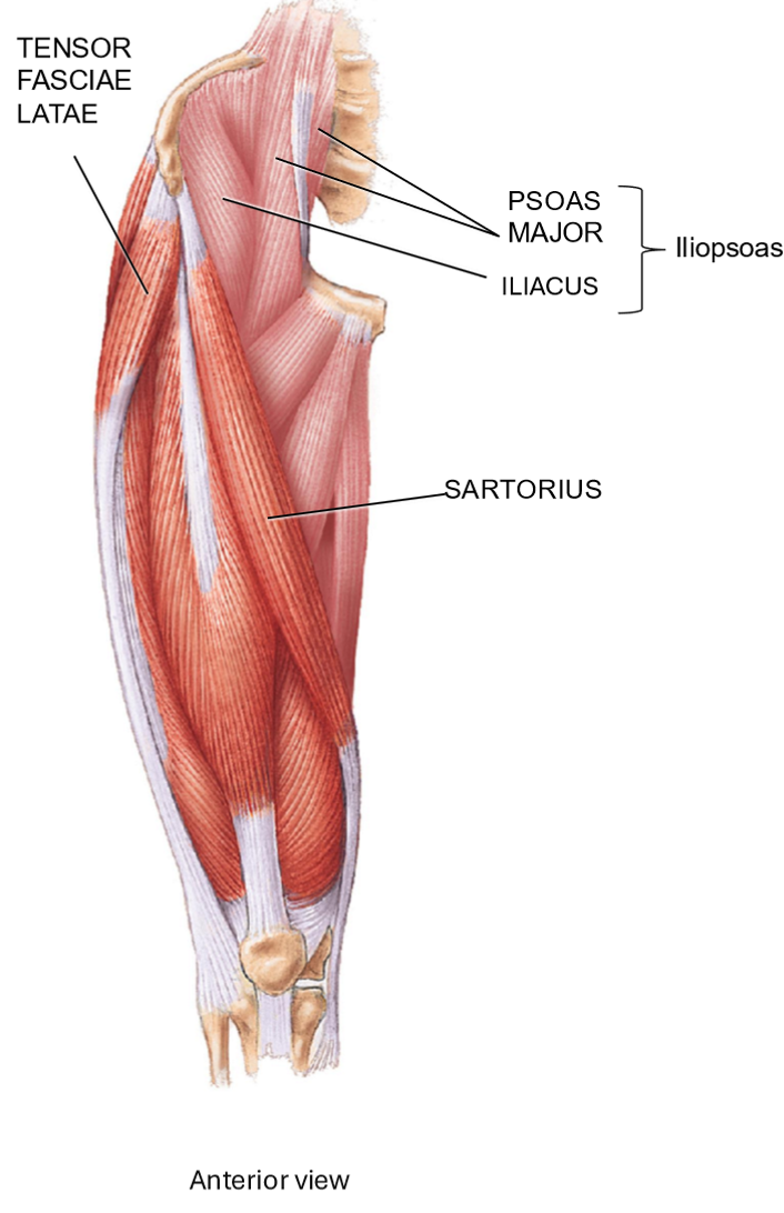 <p>Sartorius - Structure + Function</p>