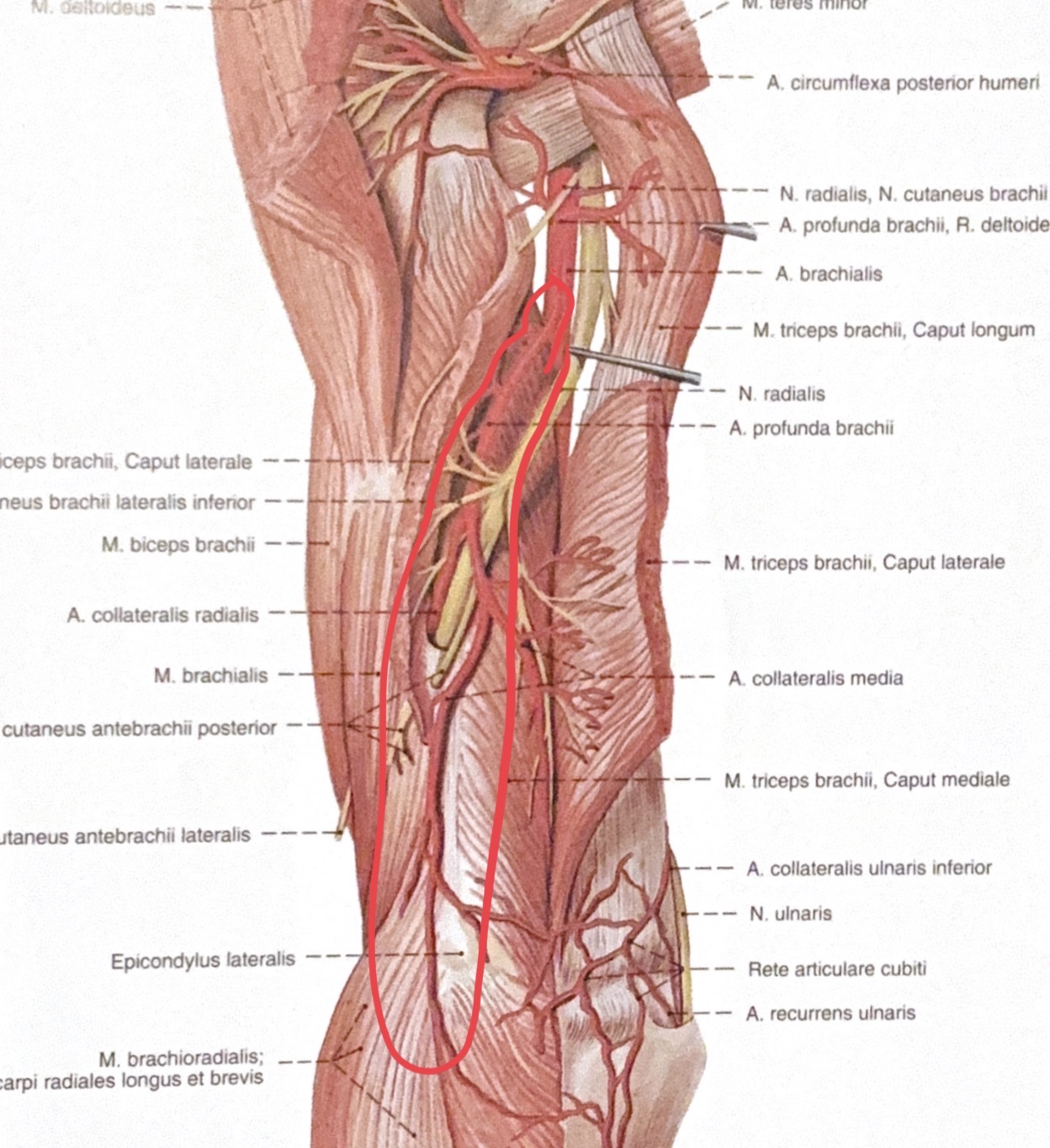 <p>a.profunda brachii</p>