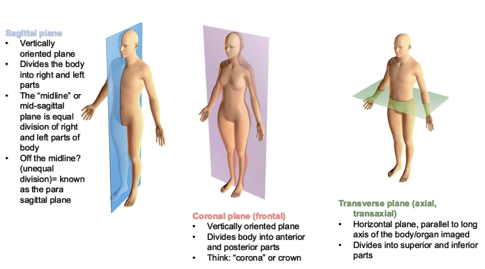 <ul><li><p>sagittal plane</p><ul><li><p>vertically oriented, divides body into left and right</p></li><li><p>mid-sagittal - equal divisions of left and right</p></li><li><p>off midline - para sagittal plane</p></li></ul></li><li><p>coronal plane (frontal)</p><ul><li><p>vertically oriented, divides body into anterior and posterior parts</p></li></ul></li><li><p>transverse plane (axial, transaxial)</p><ul><li><p>horizontal plane parallel to long axis of the body/organ imaged</p></li><li><p>divides into superior and inferior parts</p></li></ul></li></ul><p></p>
