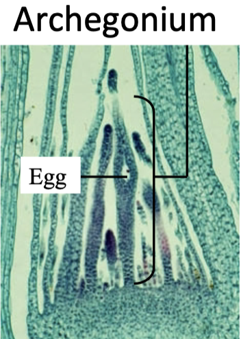 Archegonium and egg in a moss