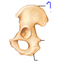 <p>Projections that are sites of muscle &amp; ligament attachment</p><ul><li><p>Narrow ridge of bone; usually prominent</p></li></ul>