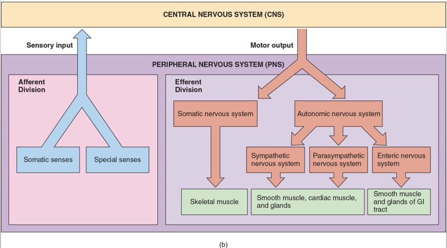 <ul><li><p>the peripheral nervous system is <strong>bi directional </strong></p></li><li><p>this means it is divided into two subdivisions based on the direction the impulse travels </p><ul><li><p><strong>sensory afferent: </strong>sensors that detect stimuli and send information toward the CNS (think arriving) </p></li><li><p><strong>motor efferent:</strong> neurons that carry impulses from the central nervous system to various targets like muscles and glands</p></li></ul></li></ul><p></p>
