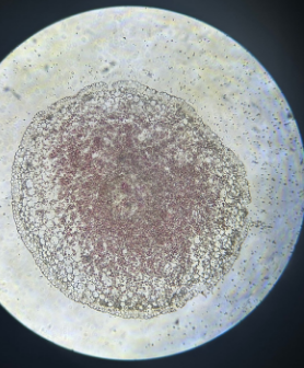dicot root