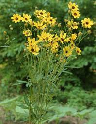<p>Tall Tickseed</p>