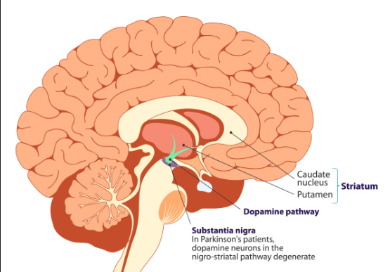 <p>Substantia nigra</p>