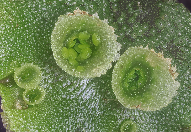 <p><span><span>Cups on liverworts- for reproduction; haploid cells in the cups that get dispersed by water.</span></span></p>