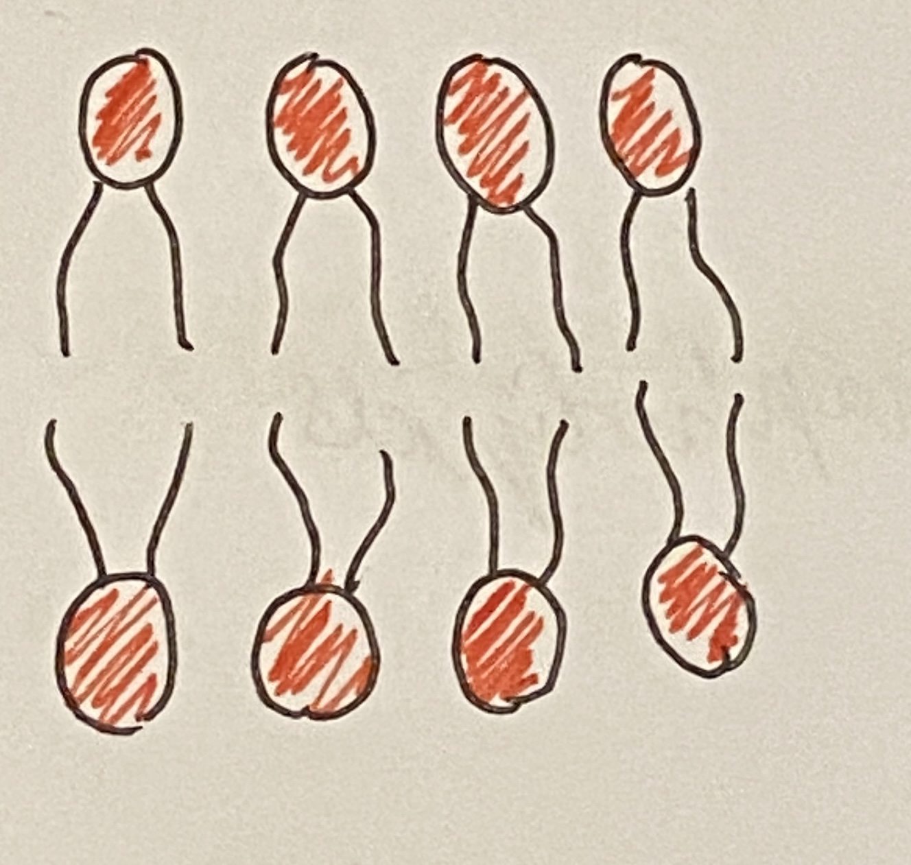 <ul><li><p>Hydrophobic tails made of <strong>a glycerol and a phosphate molecule</strong></p></li><li><p>Hydrophilic tails made of <strong>fatty acid chains</strong></p></li></ul><p></p>