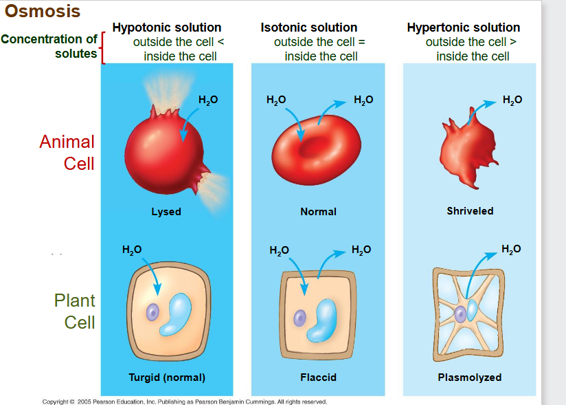 <ul><li><p class="ds-markdown-paragraph"><strong><span>Hypertonic:</span></strong><span> Higher solute concentration (less water) than the cell.</span></p></li><li><p class="ds-markdown-paragraph"><strong><span>Hypotonic:</span></strong><span> Lower solute concentration (more water) than the cell.</span></p></li><li><p class="ds-markdown-paragraph"><strong><span>Isotonic:</span></strong><span> Equal solute concentration to the cell.</span></p></li></ul><p></p>