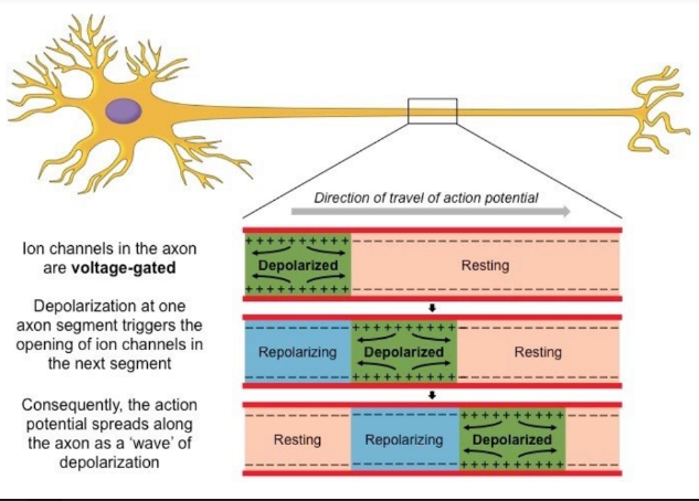 * Nerve impulses are action potentials that move along the length of an axon as a wave of depolarisation 
* The ion channels that occupy the length of the axon are voltage- gated (they open in response to changes in membrane potential  near them) 
* Hence, depolarisation at one point of the axon triggers the opening of ion channels in the next segment of the axon 
* It is an all-or-none situation: 
  * An action potential of the same magnitude will always occur provided the threshold potential (–55 mV) is reached  If the threshold potential is not reached, an action potential cannot be generated and hence the neuron will not fire