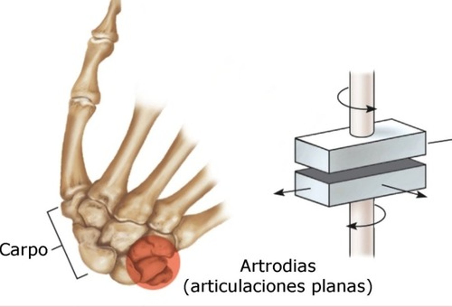 <p>La superficie de los huesos es</p><p>plana o solo un poco cóncava o</p><p>convexa.</p><p>● Los huesos adyacentes se deslizan</p><p>sobre otro y tienen movimiento</p><p>limitado.</p><p>● Se encuentran entre los huesos</p><p>carpianos de la muñeca, los</p><p>tarsianos del tobillo y los procesos</p><p>articulares de las vértebras</p><p>Aunque sus movimientos son mínimos, resultan</p><p>complejos.</p><p>● Por lo general son biaxiales</p>