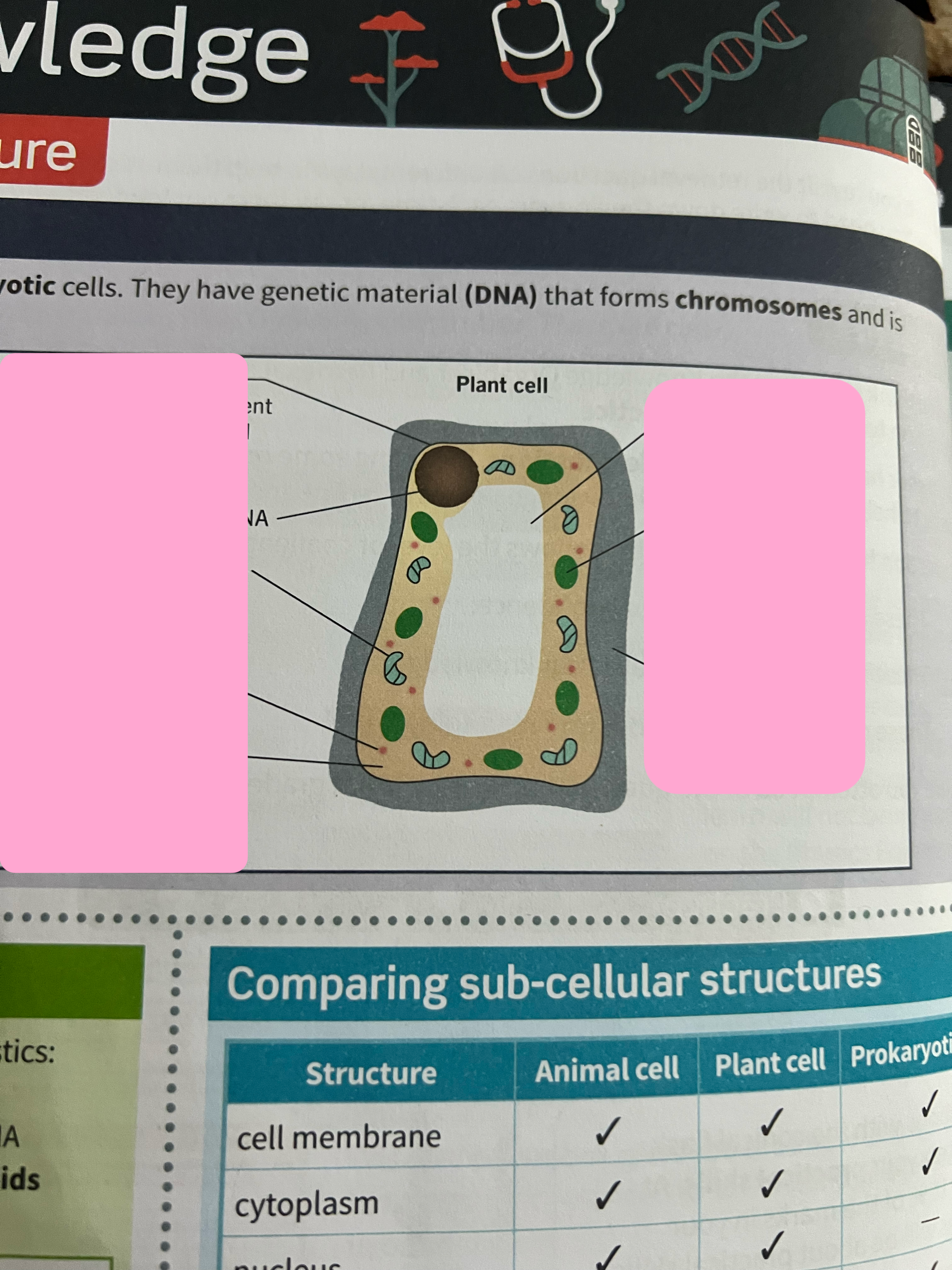 <p>Label the plant cell and the function of the sub cellular structures.</p>