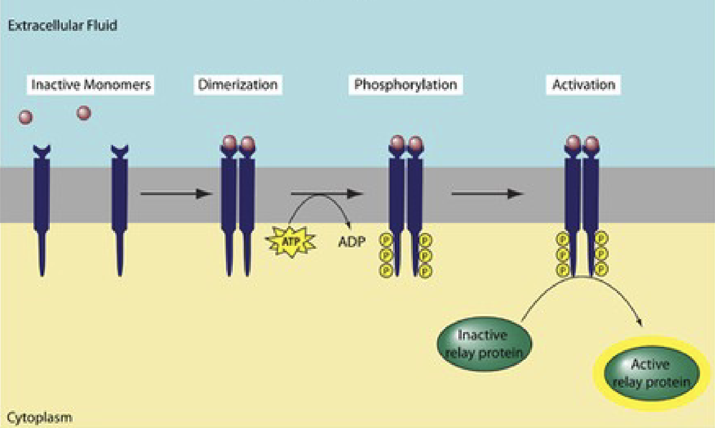<p>Binding of hormone → activation of receptor = <strong>autophosphorylation</strong> → becomes a kinase → <strong>phosphorylates tyrosines on target proteins</strong>.</p><ul><li><p>Receptor used by insulin!</p></li></ul><p>No need for second messenger like G-coupled proteins, instead, <u>directly phosphorylates target proteins</u>.</p><p>Consists of three domains:</p><ol><li><p>Transmembrane domain</p></li><li><p>Extracellular domain for ligand recognition</p></li><li><p>Cytoplasmic domain with autophosphorylation site that transmits regulatory signals and contains ATP binding sites</p></li></ol><p></p>