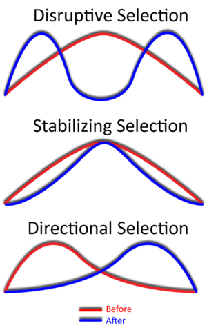 <p>Natural Selection against the mean; both phenotypes extremes have the highest relative fitness</p>