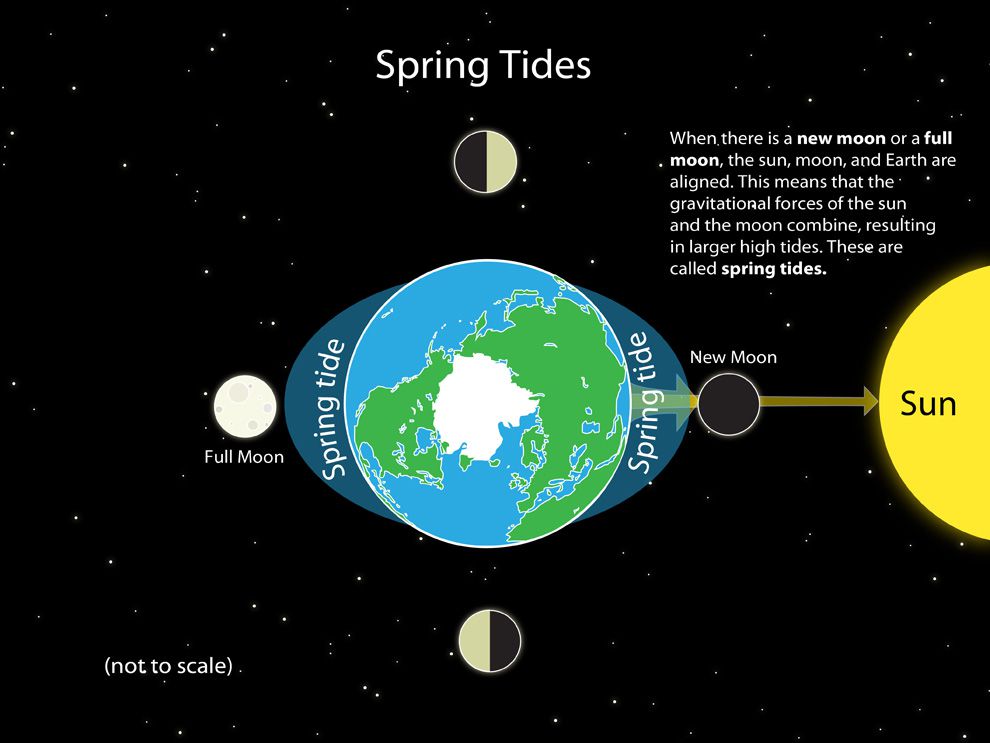 <ul><li><p>exaggerated tides where the difference between high and low tide is the largest</p></li><li><p>cause by the sun and moons gravitational pulls combined</p></li><li><p>occurs 2 times/month</p></li></ul><p></p>