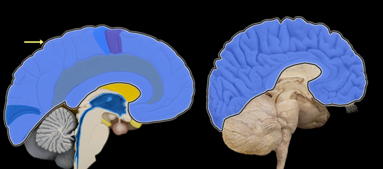 <p>Cerebrum</p>