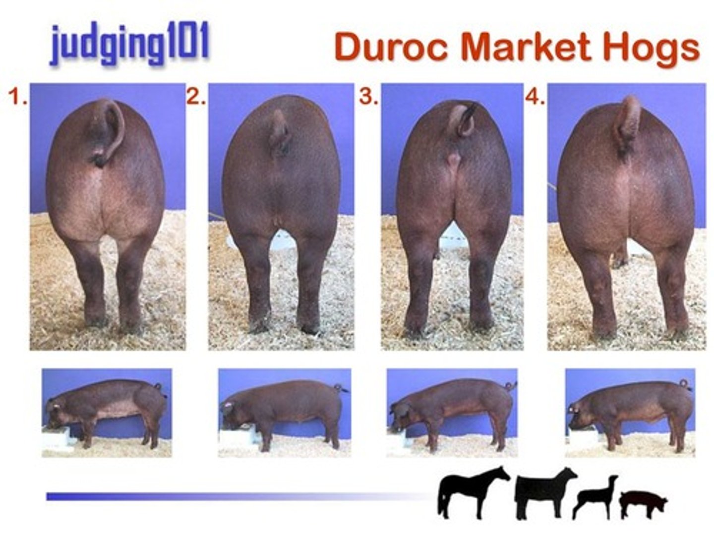 <p>Which of the following pigs has the worst (steapest) hip and hind leg angle?</p>