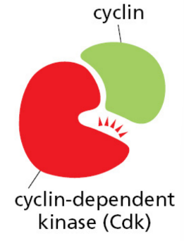 <p>Cdk → also known as Cdc2 protein</p><p>Cyclin → B-type; acts as targeting / activating factor for kinase activity</p><p>both are needed for activation, but different cyclins are produced to acitvate cdk at different phases</p><p></p><p>maturation promoting factor — brings cells into m phase</p>