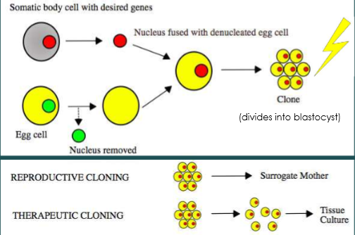 <p>places nucleus from the cell with desired genetics into a different egg cell; egg cell divides into blastocysts with the new DNA</p>