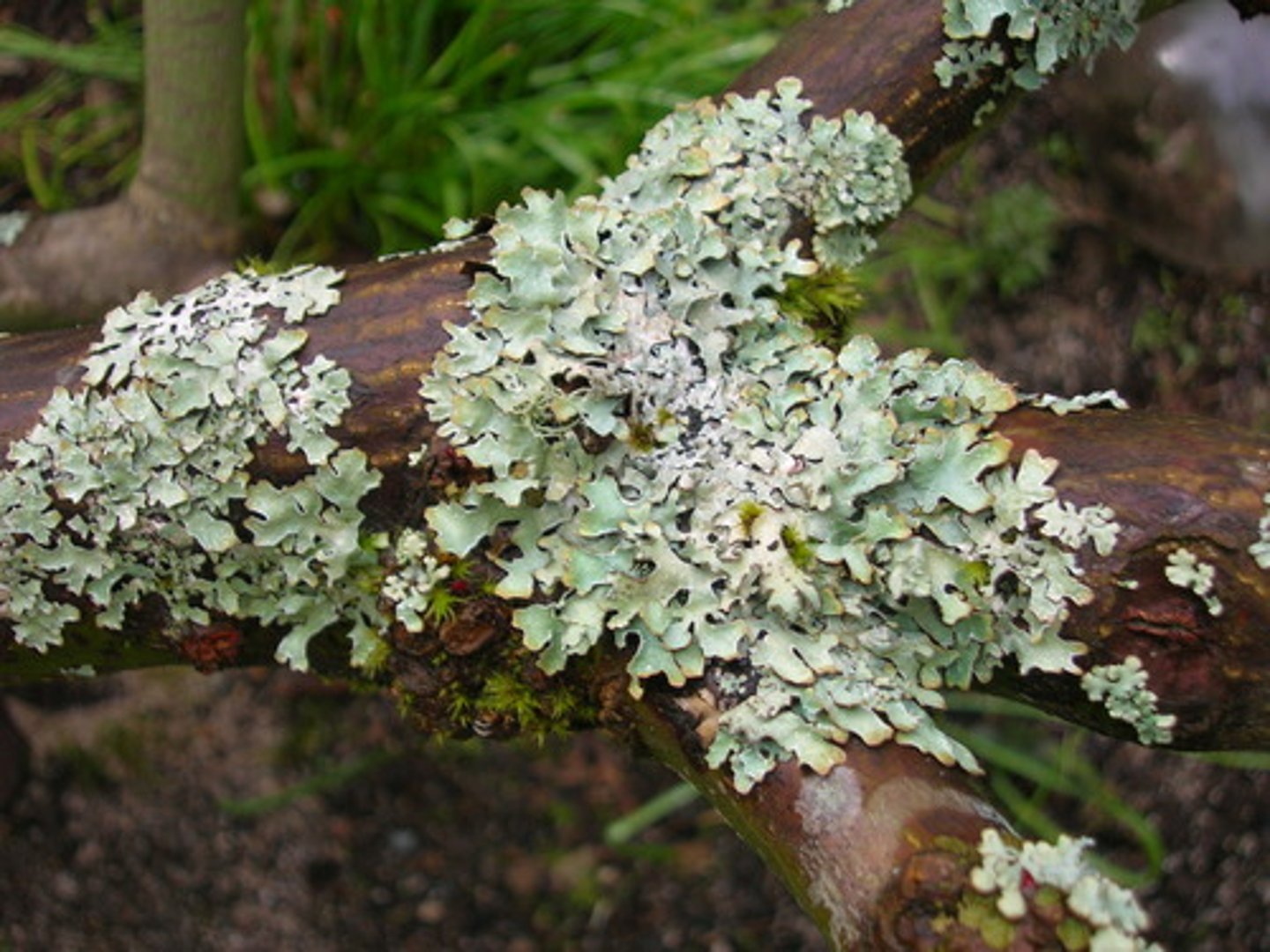 <p>Lichens</p>