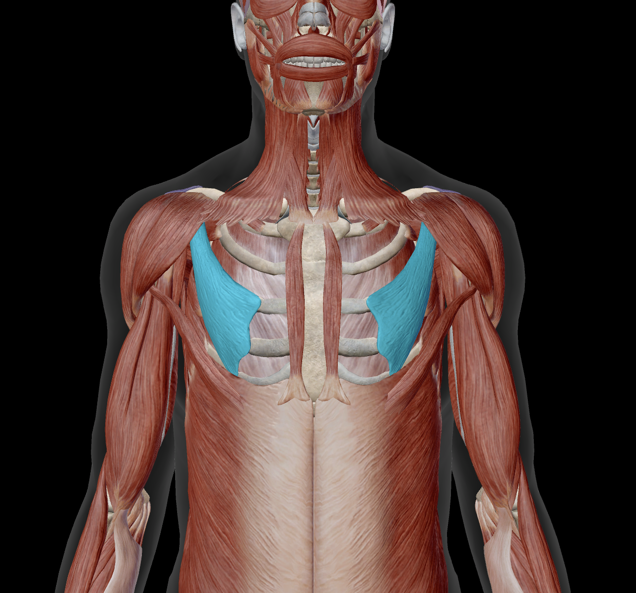 <p>innervation?</p>