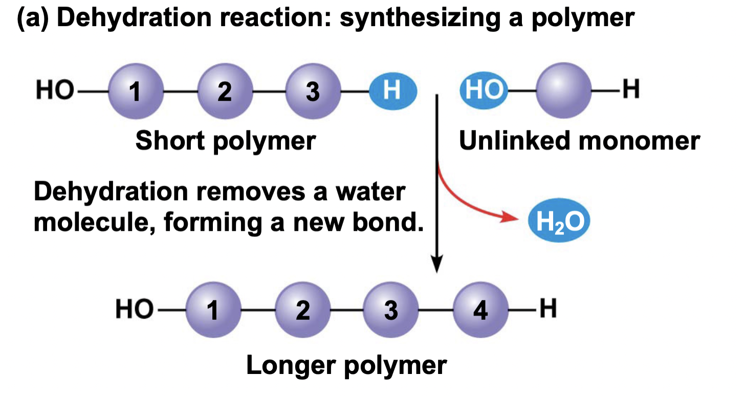 <p>water is <mark data-color="yellow">lost</mark> to <mark data-color="yellow">form a bond b</mark>/w 2 molecules</p><ul><li><p>Water is taken away to make something new</p></li></ul>