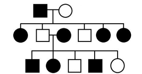 <p>Inheritance pattern where a mutated gene on the X chromosome leads to a dominant trait or disorder. Affected fathers pass the trait to all daughters, but not sons. Affected mothers can pass the trait to both sons and daughters.</p>