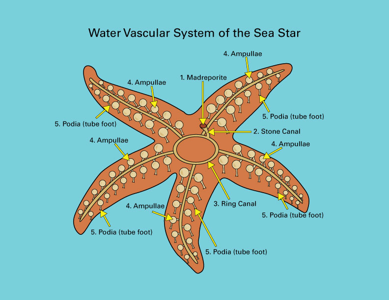 <p>What are tube feet?</p>