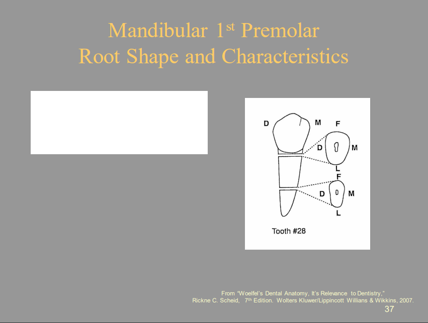 <p>What Is The Percentage Of Mandibular First Premolars That Have One Root Canal?</p><p>A) 50%</p><p>B) 60%</p><p>C) 70%</p><p>D) 80%</p>