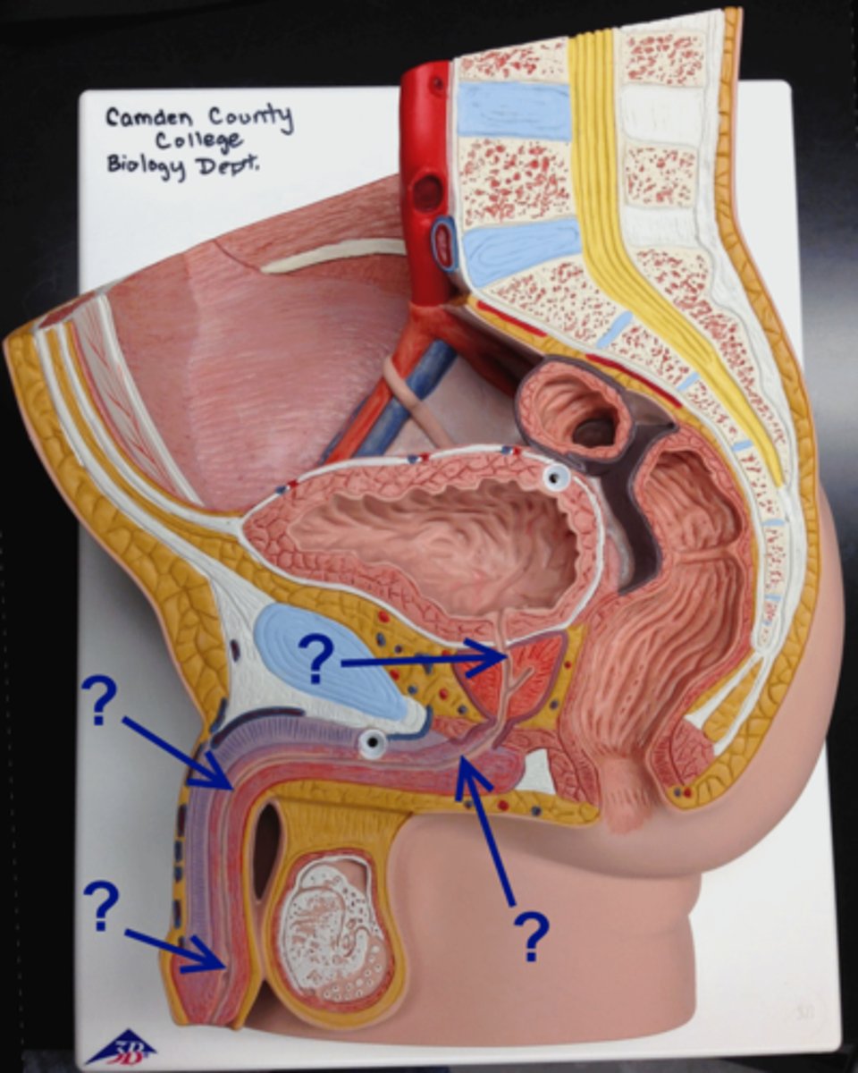 <p>Name this tube</p>