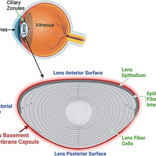 <p>surrounds the entire lens</p><p>secreted by the anterior lens epithelium</p>