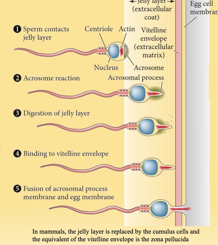 <ol><li><p class=""><strong>Chemoattraction</strong> – Sperm are attracted by soluble molecules secreted by the egg.</p></li><li><p class=""><strong>Acrosome reaction</strong> – The sperm releases enzymes via exocytosis of the acrosome.</p></li><li><p class=""><strong>Sperm binding</strong> – Sperm binds to the <strong>vitelline envelope</strong> (invertebrates) or <strong>zona pellucida</strong> (mammals).</p></li><li><p class=""><strong>Penetration</strong> – Sperm passes through the vitelline envelope or zona pellucida.</p></li><li><p class=""><strong>Membrane fusion</strong> – The plasma membranes of the sperm and egg fuse.</p></li></ol><p>4o</p>