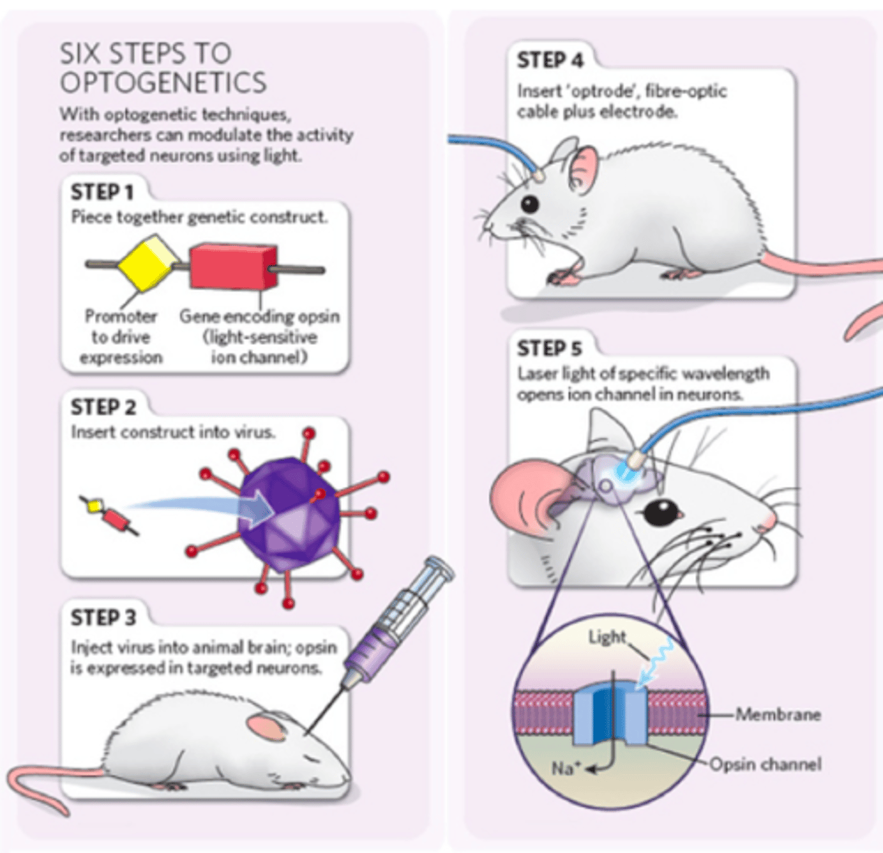 <p>-express chann in the brain neurons</p><p>-using chann to activate neurons by photons using blue light</p><p>-chann can use the K+/Na+ ion channels involved in traditional action potentials by blocking or allowing ions to cross into the neuron, and hence do the same function in the neuron</p><p>-mapping the brain (designating what area if associated to what function)</p><p>-transfection: making a foreign gene system and inserting it into a new organism</p><p>~remove the native chlammy promoter from the coding region of the chlammy chan gene that makes the promotes</p><p>~replace the promoter with a mouse promoter</p><p>~gene expression will happen (chan will develop in mouse)</p><p>~put the new gene (with a new promoter) in a virus that specifically infects mouse brain cells, this is called transfection</p><p>~the virus will insert its genome (including the chann gene) into the mouse's brain aka neurons</p><p>~trigger chann by shining blue light on it</p><p>~track the position of the blue fiber optics and record changes in physiology and behaviour of the mouse</p>