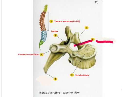 <p>canal through which spinal cord passes</p>