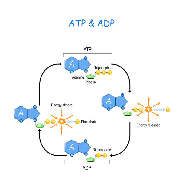 <p>Heat is generated during the ATP-ADP cycle because energy is released during ATP hydrolysis. Because the conversion process isn’t 100% efficient, energy is released in the form of heat. </p>