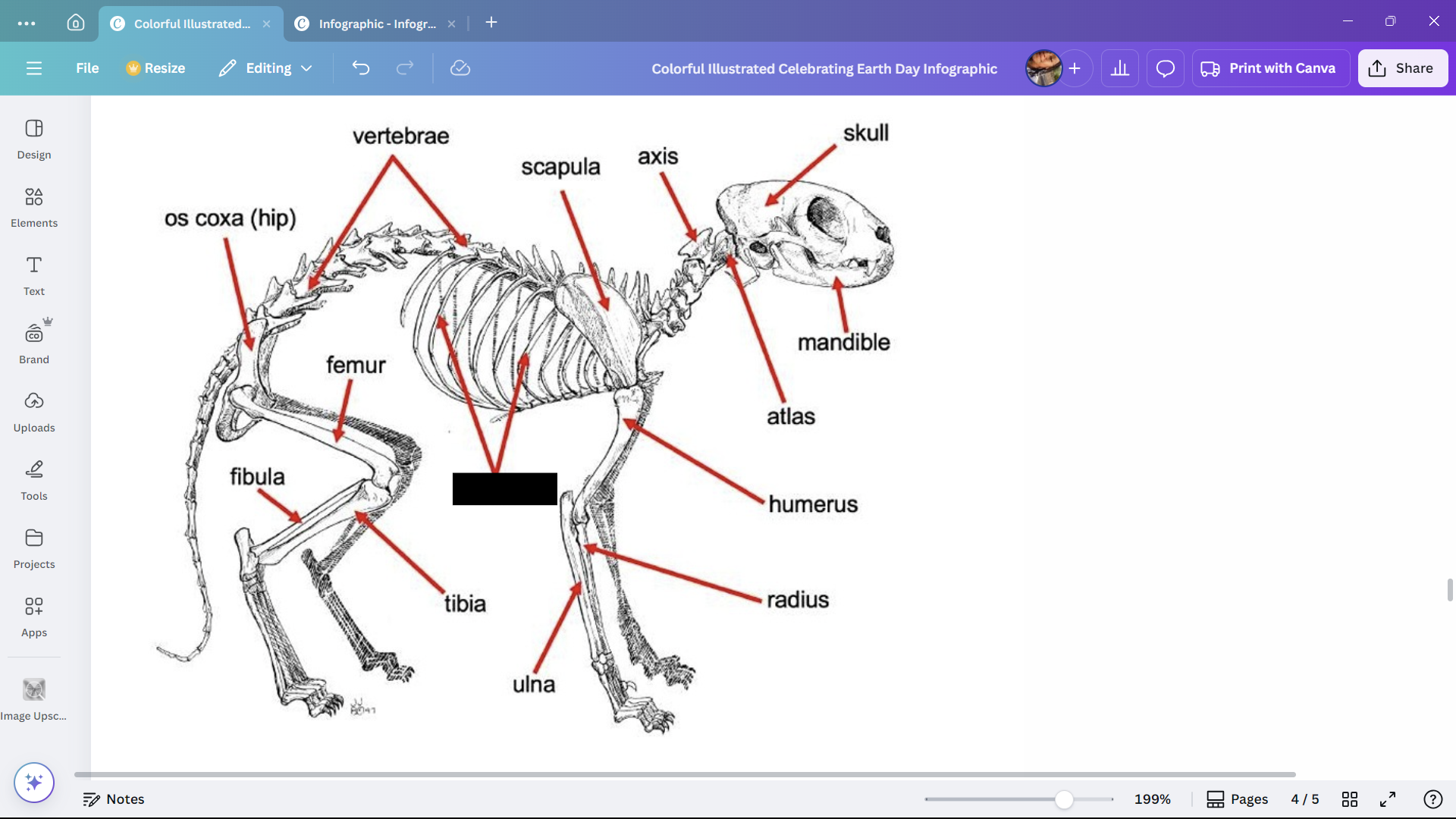 <p>Bones enclosing the thoracic cavity of a cat.</p>