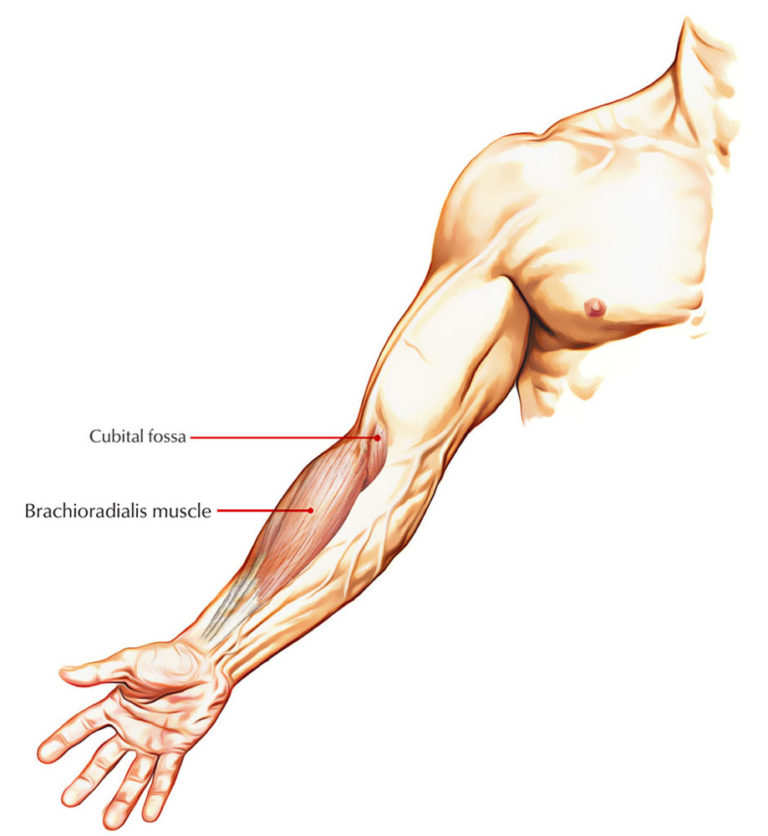 <p>Brachioradialis</p>