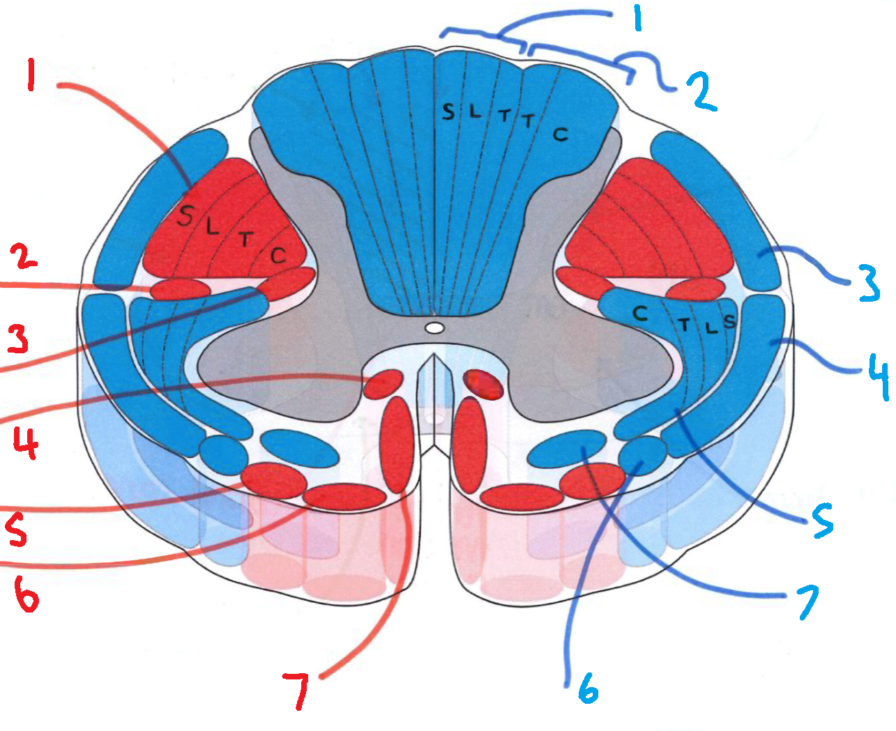 <p>What is blue 2?</p>