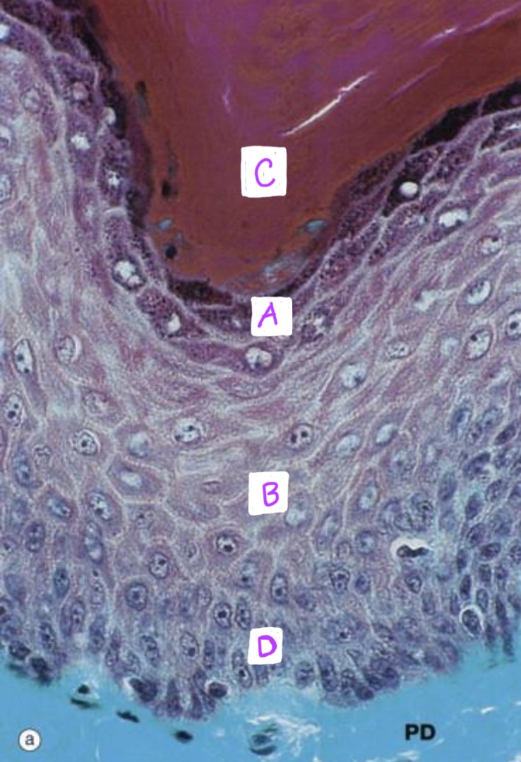 <p>Identify each layer of the epidermis: (A-D)</p><p>-Bonus: Is this thick or thin epidermis, why?</p>