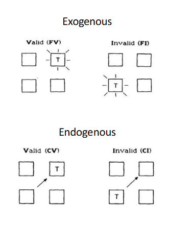 <p>top 2 are peripheral cues -brightening of stimulus </p><p>- Physical distinction between exogenous (bottom up) and endogenous cues (top down)  </p><p>- Temporal distinction in enhancement and inhibition of stimulus at cued location</p><p>exogenous cues-fast RT, also have inhibition of return</p><p>endogenous cue-slower rise time but not inhibition of r</p><p>- Functional distinction in the component processes for valid and invalid cues</p><p>- Invalid cues require disengagement with cued location to resample scene</p>