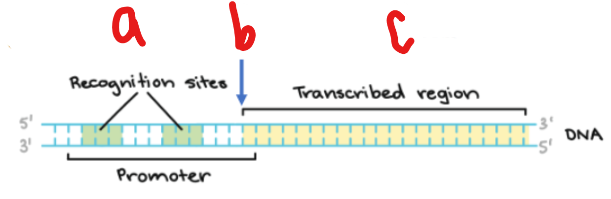 <p>What region is c? What is its charge?</p>