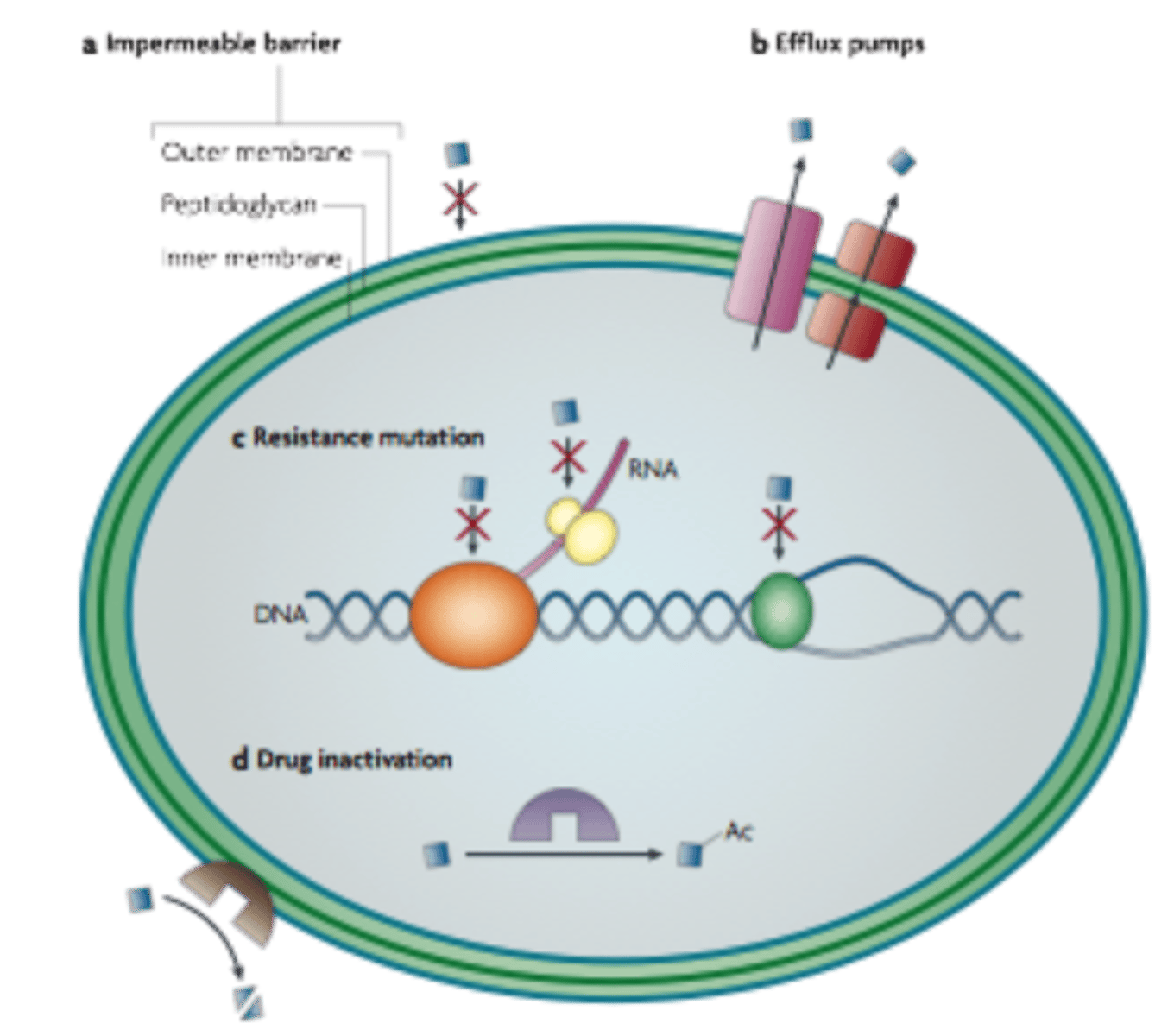 <p>Through point mutations in the gene encoding DNA gyrase, modifying the drug target.</p>