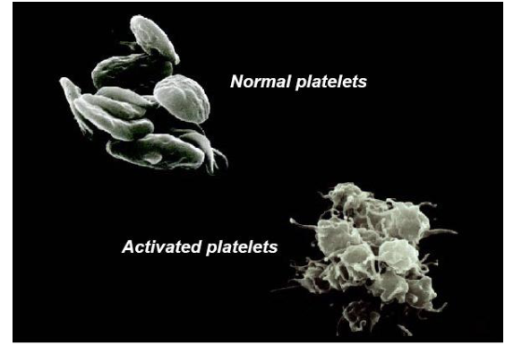 <p>"Form "plugs"" to stop leaks from blood vessels</p>