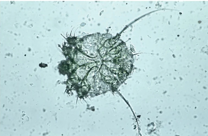 <p>What is pictured?</p>