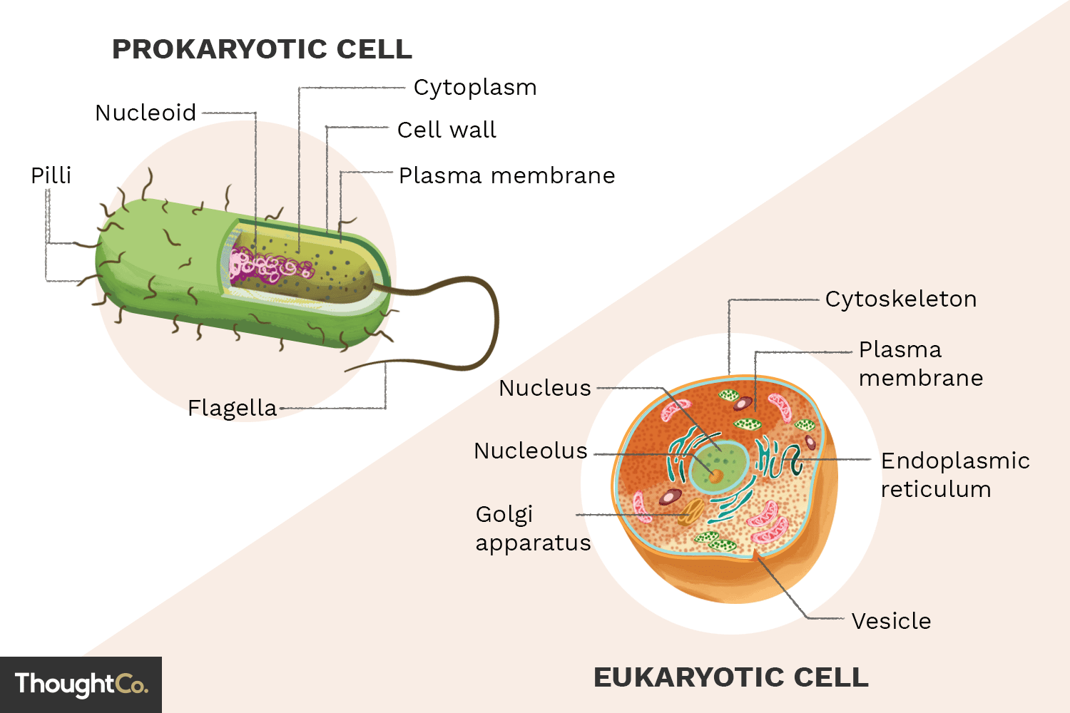 Eukaryotic cells have a nucleus and membrane-bound organelles, while prokaryotic cells lack a nucleus and membrane-bound organelles. Eukaryotic cells are generally larger and more complex than prokaryotic cells.