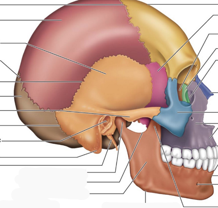 <p>Where in the picture is the Mastoid process?</p>